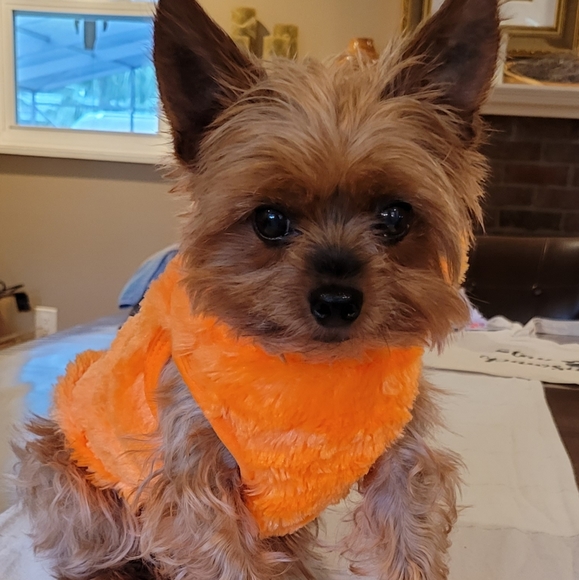 2X Host Pick 🐶🥰🐕 Dog Pumpkin Halloween Costume XS - Picture 4 of 16